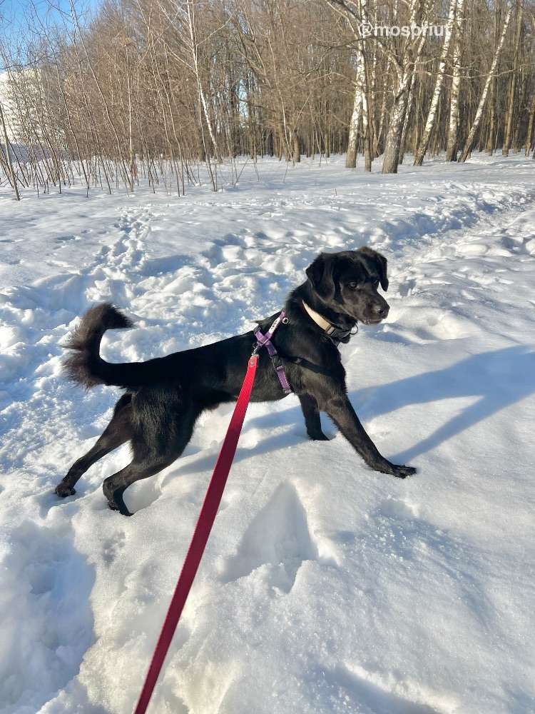 СОБАКА ТИШКА  из приюта Щербинка для бездомных животных, Москва и Московская область | mospriut