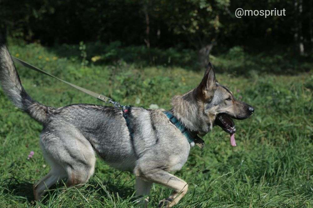 СОБАКА ВИКА из приюта Щербинка для бездомных животных, Москва и Московская область | mospriut