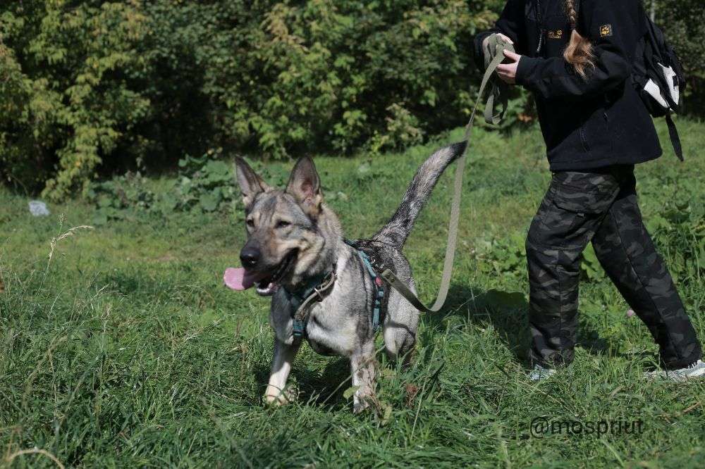 СОБАКА ВИКА из приюта Щербинка для бездомных животных, Москва и Московская область | mospriut