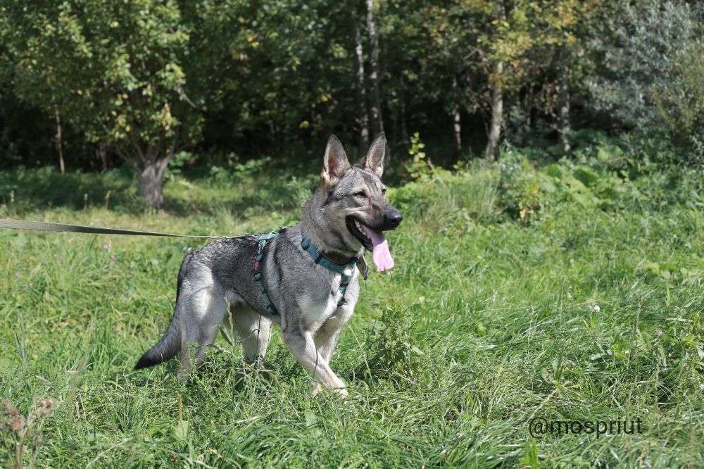 СОБАКА ВИКА из приюта Щербинка для бездомных животных, Москва и Московская область | mospriut