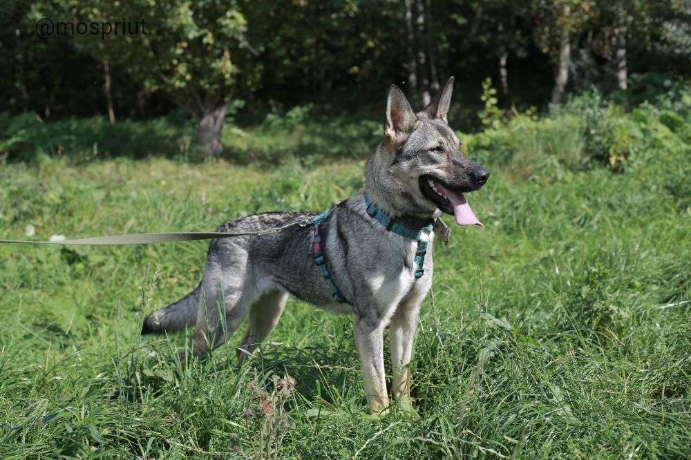 СОБАКА ВИКА из приюта Щербинка для бездомных животных, Москва и Московская область | mospriut