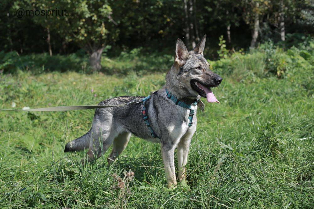 собака Вика приюта для бездомных животных