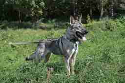 Приют для бездомных животных в Москве и Московской области | Взять собаку или кошку из приюта - mospriut