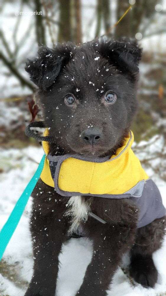 СОБАКА БАЛУ  из приюта Щербинка для бездомных животных, Москва и Московская область | mospriut