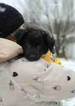 Приют для бездомных животных в Москве и Московской области | Взять собаку или кошку из приюта - mospriut