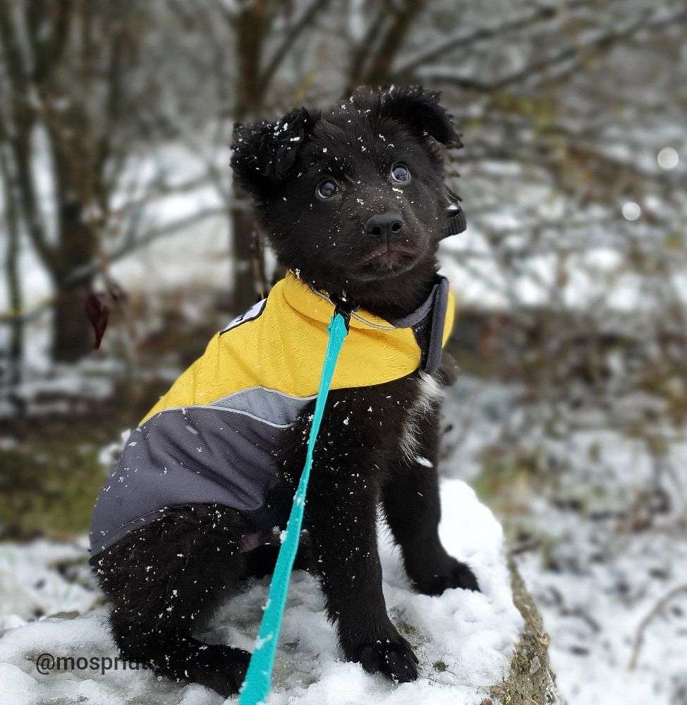 СОБАКА БАЛУ  из приюта Щербинка для бездомных животных, Москва и Московская область | mospriut