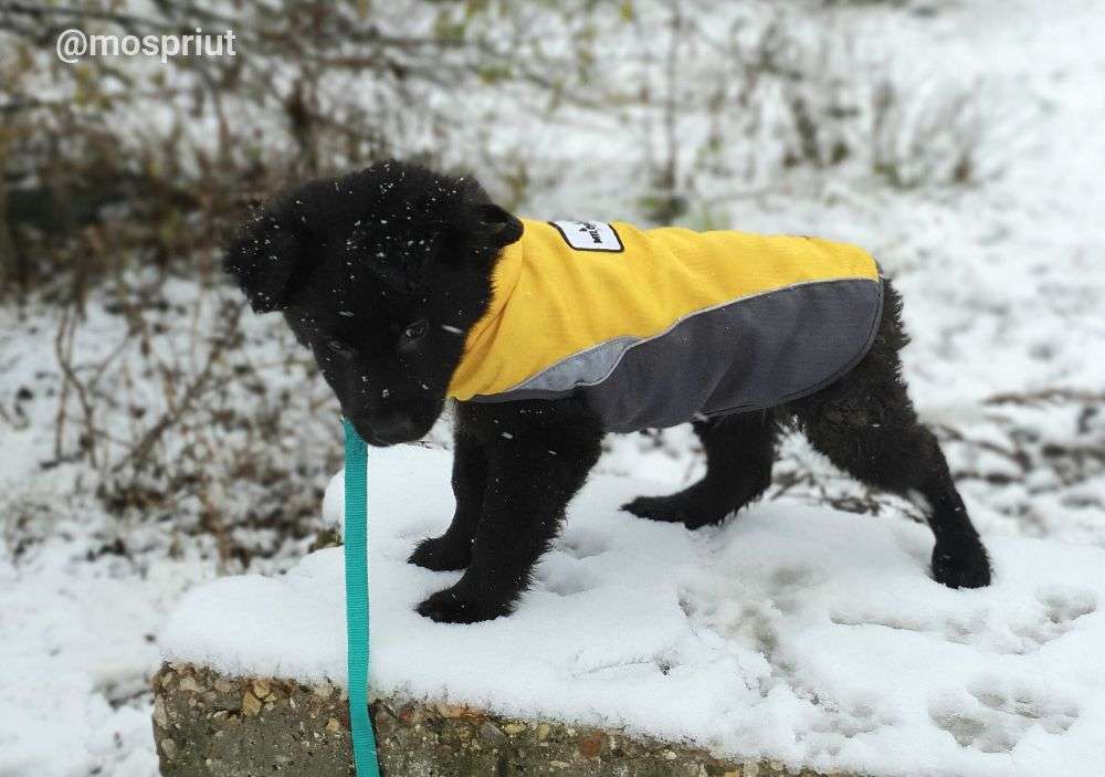 СОБАКА БАЛУ  из приюта Щербинка для бездомных животных, Москва и Московская область | mospriut