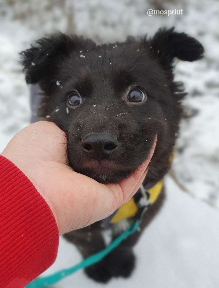 СОБАКА БАЛУ  из приюта Щербинка для бездомных животных, Москва и Московская область | mospriut
