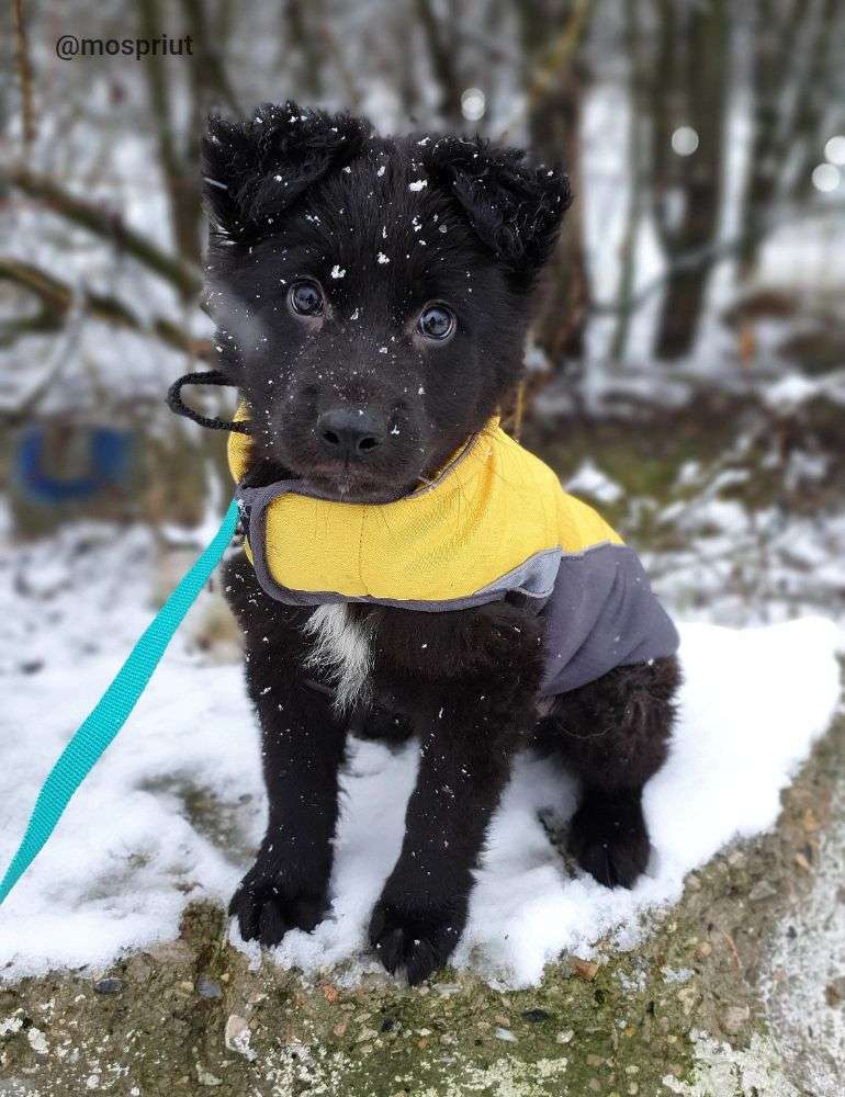 СОБАКА БАЛУ  из приюта Щербинка для бездомных животных, Москва и Московская область | mospriut