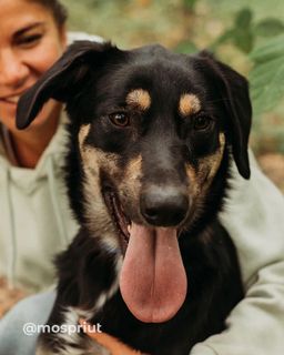 собака Бадди из приюта ищет дом