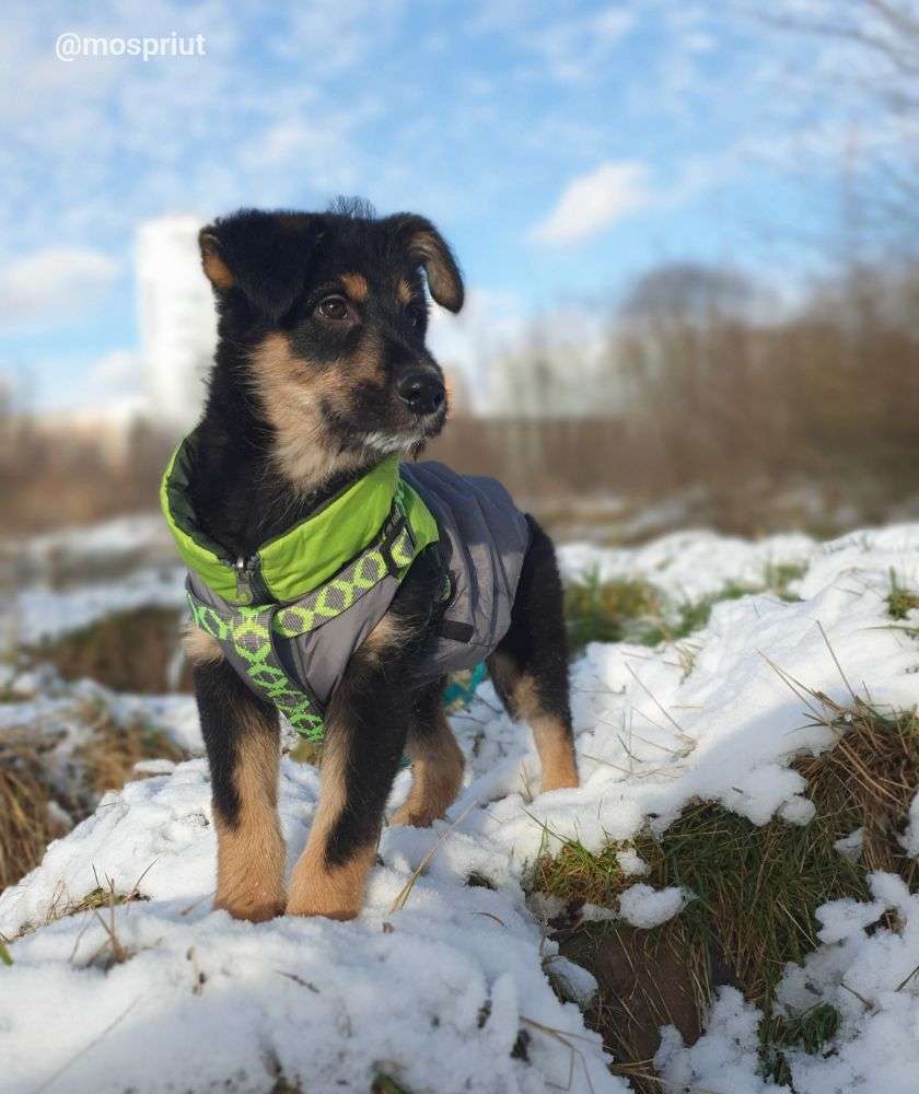 СОБАКА ПИРАТ  из приюта Щербинка для бездомных животных, Москва и Московская область | mospriut