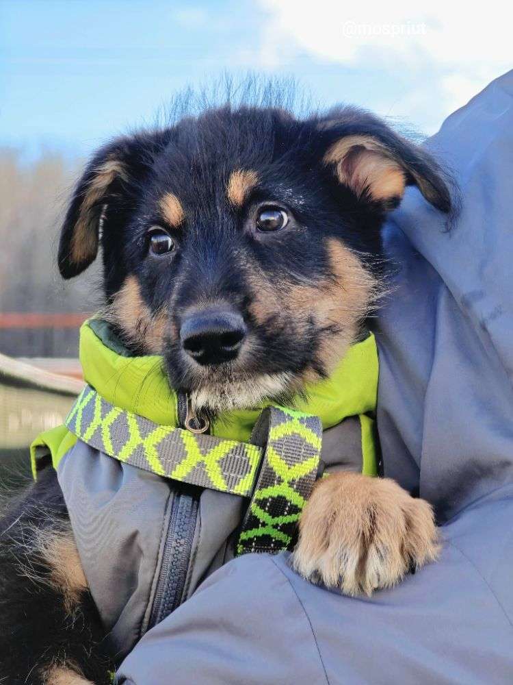 СОБАКА ПИРАТ  из приюта Щербинка для бездомных животных, Москва и Московская область | mospriut