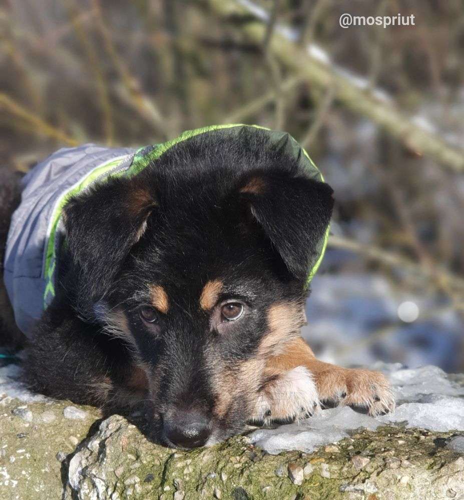 СОБАКА ПИРАТ  из приюта Щербинка для бездомных животных, Москва и Московская область | mospriut