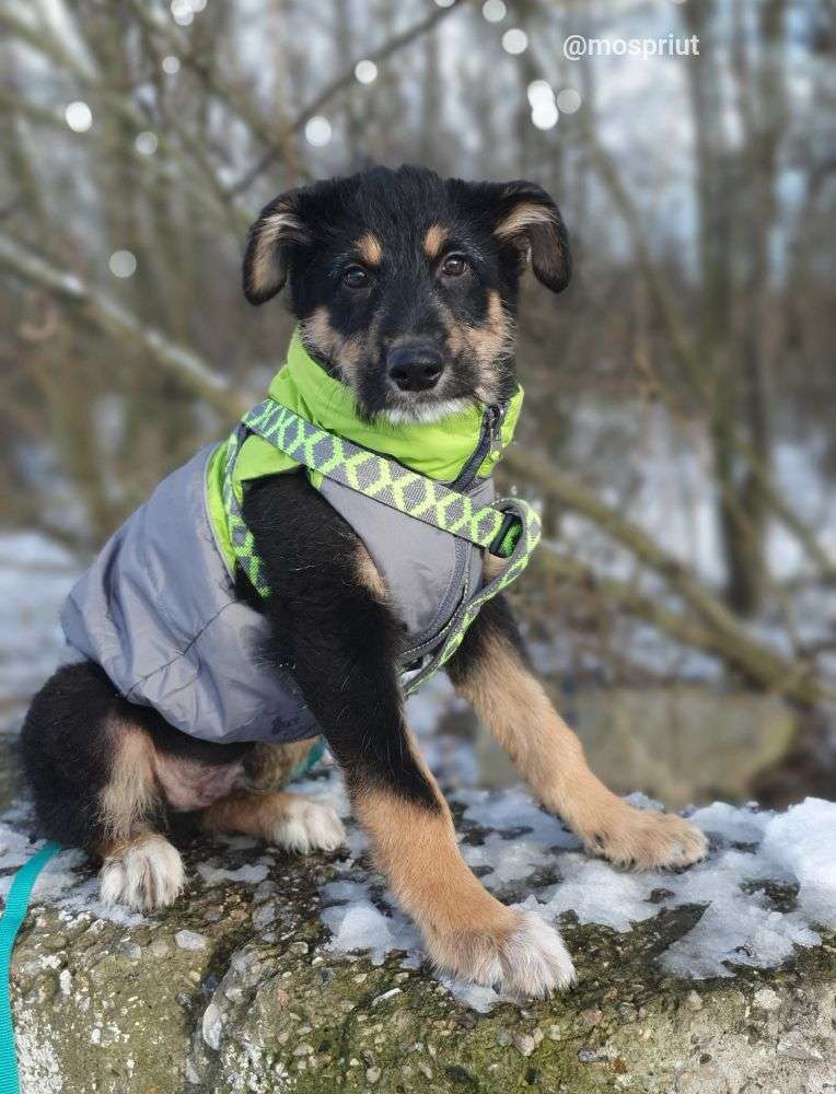 СОБАКА ПИРАТ  из приюта Щербинка для бездомных животных, Москва и Московская область | mospriut