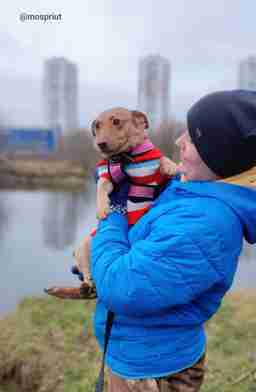 Приют для бездомных животных в Москве и Московской области | Взять собаку или кошку из приюта - mospriut