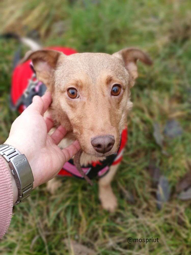 СОБАКА МАЯ  из приюта Щербинка для бездомных животных, Москва и Московская область | mospriut