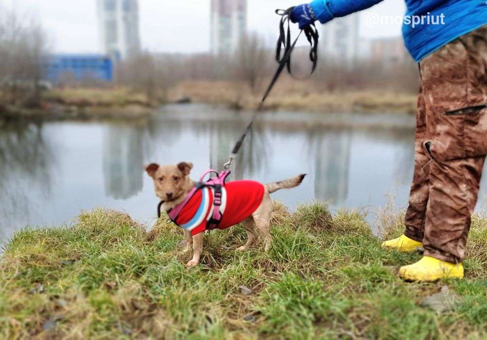 СОБАКА МАЯ  из приюта Щербинка для бездомных животных, Москва и Московская область | mospriut