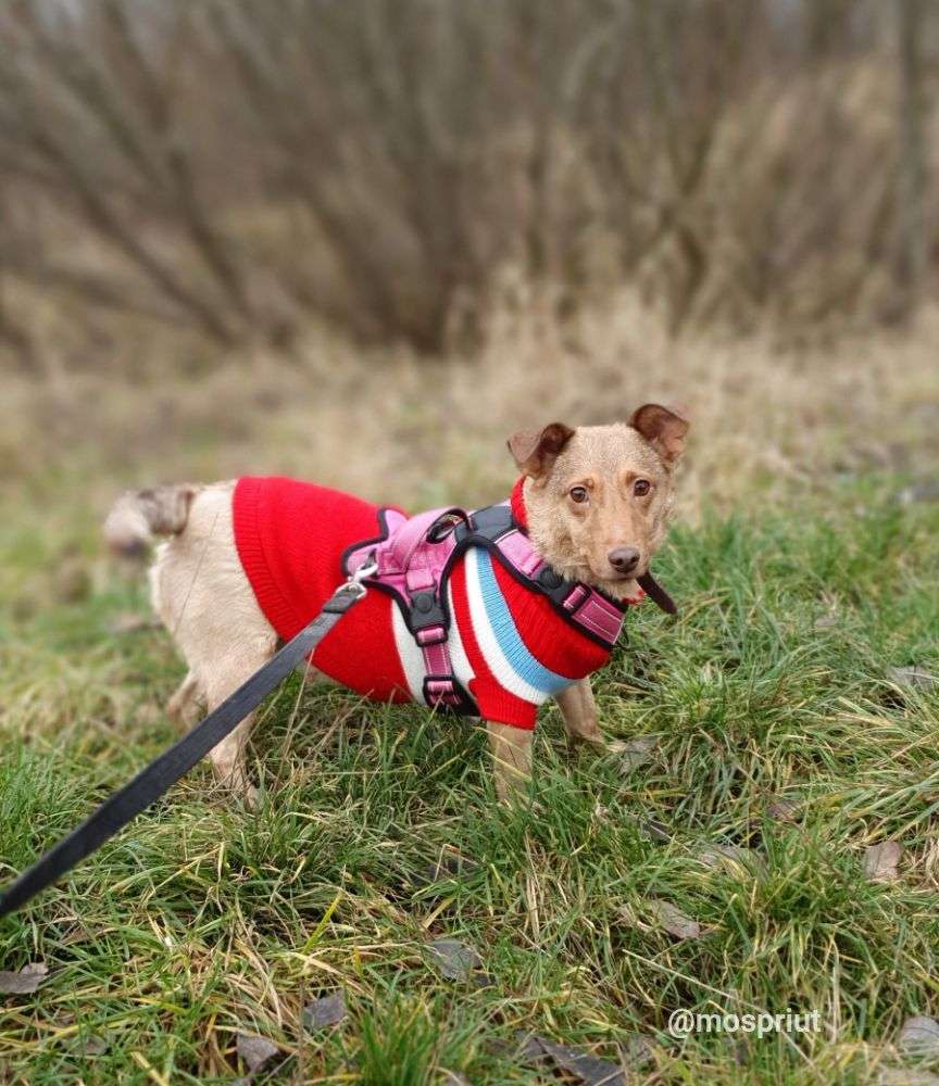 СОБАКА МАЯ  из приюта Щербинка для бездомных животных, Москва и Московская область | mospriut