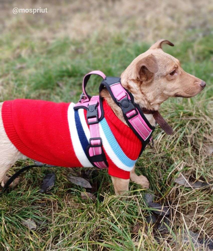 СОБАКА МАЯ  из приюта Щербинка для бездомных животных, Москва и Московская область | mospriut