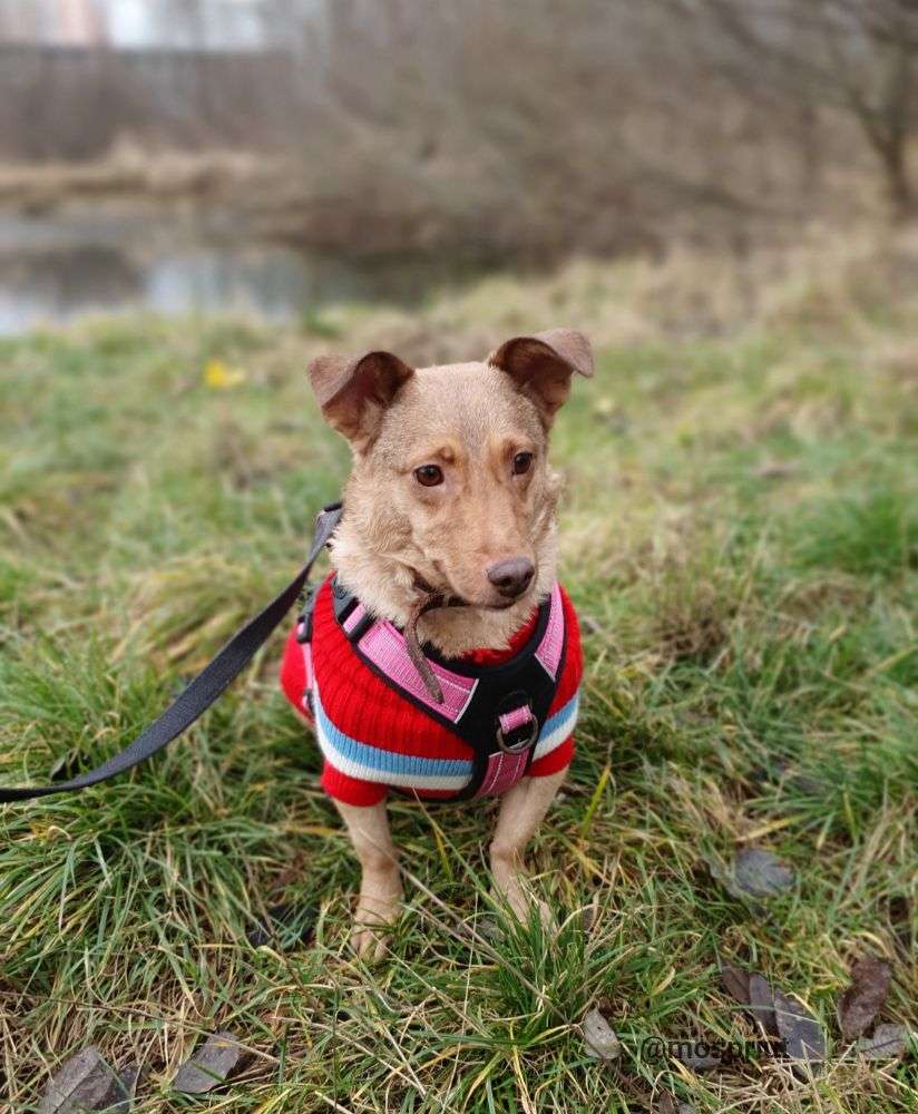 СОБАКА МАЯ  из приюта Щербинка для бездомных животных, Москва и Московская область | mospriut