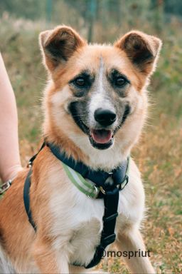 собака Марта из приюта ищет дом