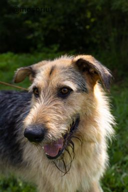 собака Рэкс из приюта ищет дом