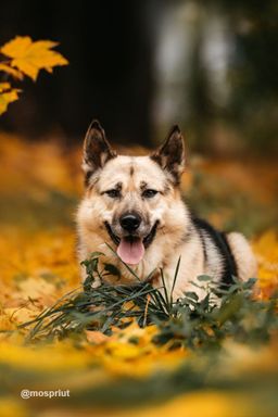 собака Пеппи из приюта ищет дом