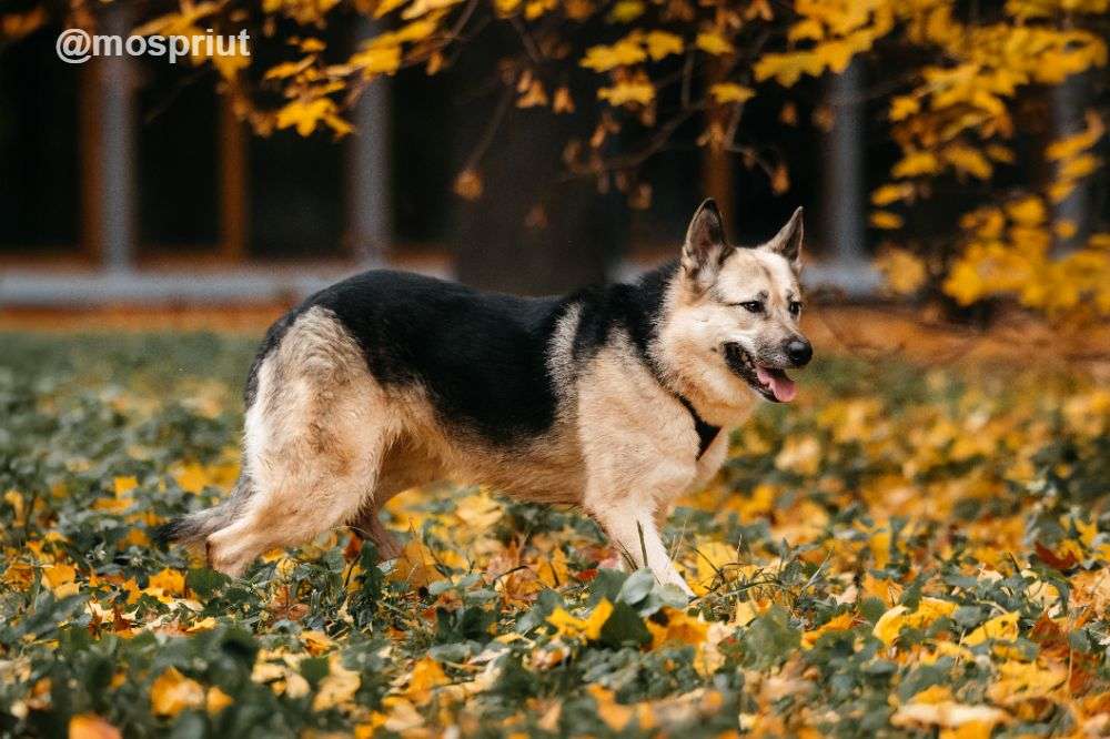 СОБАКА ПЕППИ  из приюта Дубовая Роща для бездомных животных, Москва и Московская область | mospriut