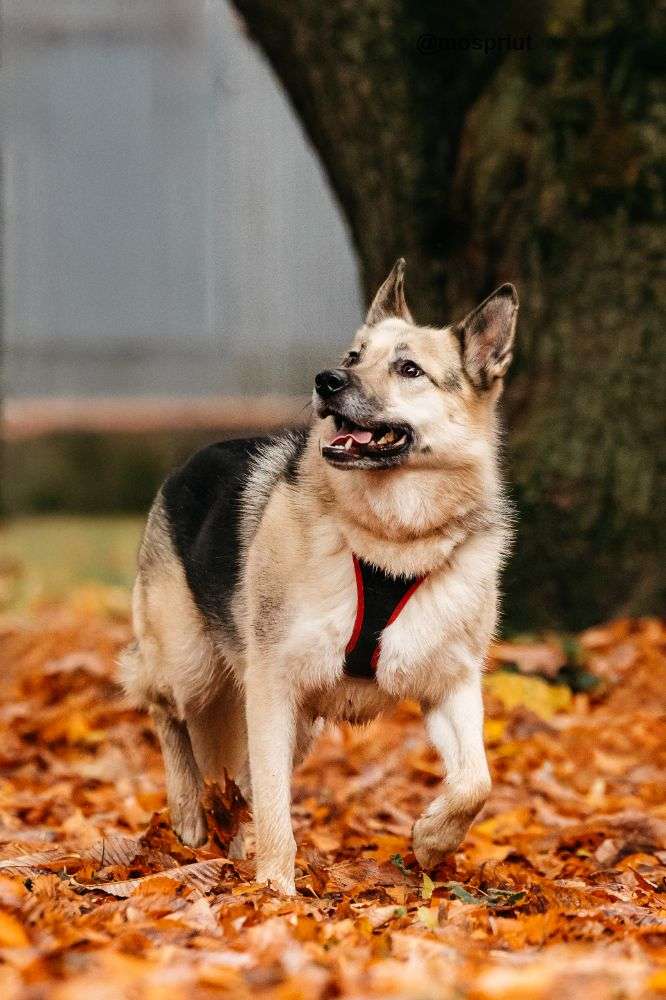 СОБАКА ПЕППИ  из приюта Дубовая Роща для бездомных животных, Москва и Московская область | mospriut