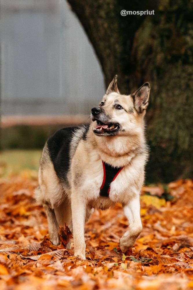 СОБАКА ПЕППИ  из приюта Дубовая Роща для бездомных животных, Москва и Московская область | mospriut