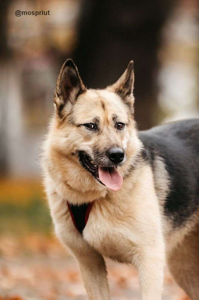 СОБАКА ПЕППИ  из приюта Дубовая Роща для бездомных животных, Москва и Московская область | mospriut