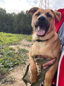 собака Чук из приюта ищет дом