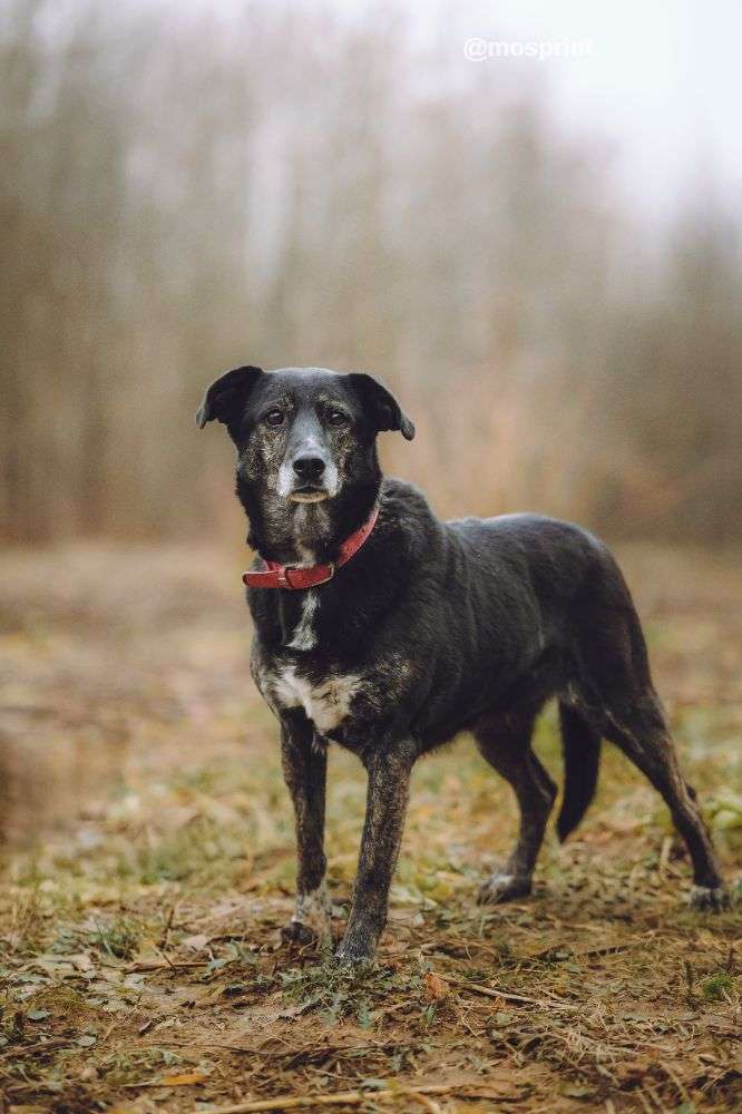 СОБАКА МАРУСЯ  из приюта Щербинка для бездомных животных, Москва и Московская область | mospriut