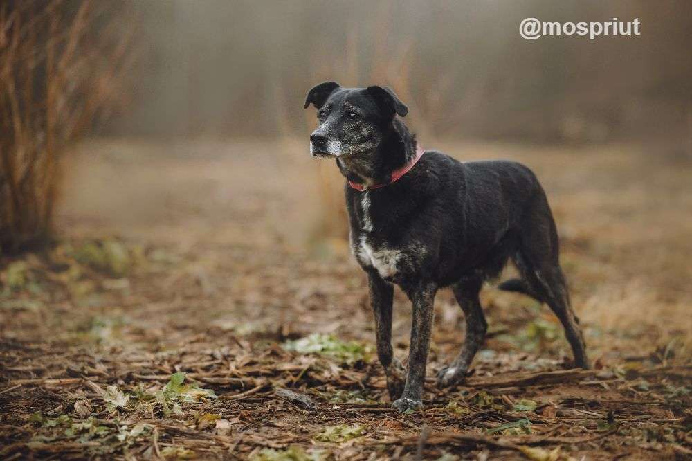 СОБАКА МАРУСЯ  из приюта Щербинка для бездомных животных, Москва и Московская область | mospriut