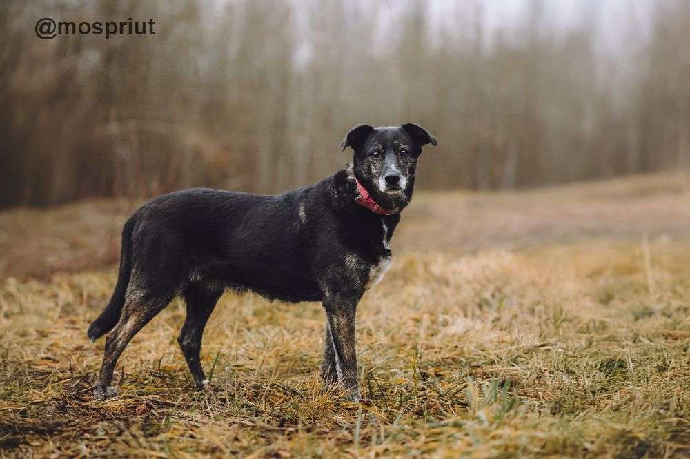 СОБАКА МАРУСЯ  из приюта Щербинка для бездомных животных, Москва и Московская область | mospriut