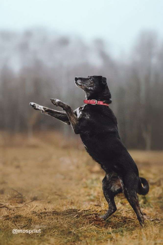 СОБАКА МАРУСЯ  из приюта Щербинка для бездомных животных, Москва и Московская область | mospriut