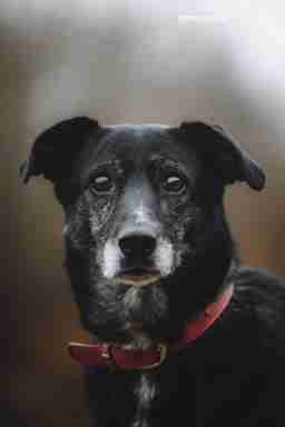 Приют для бездомных животных в Москве и Московской области | Взять собаку или кошку из приюта - mospriut