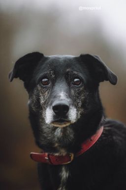 собака Маруся из приюта ищет дом