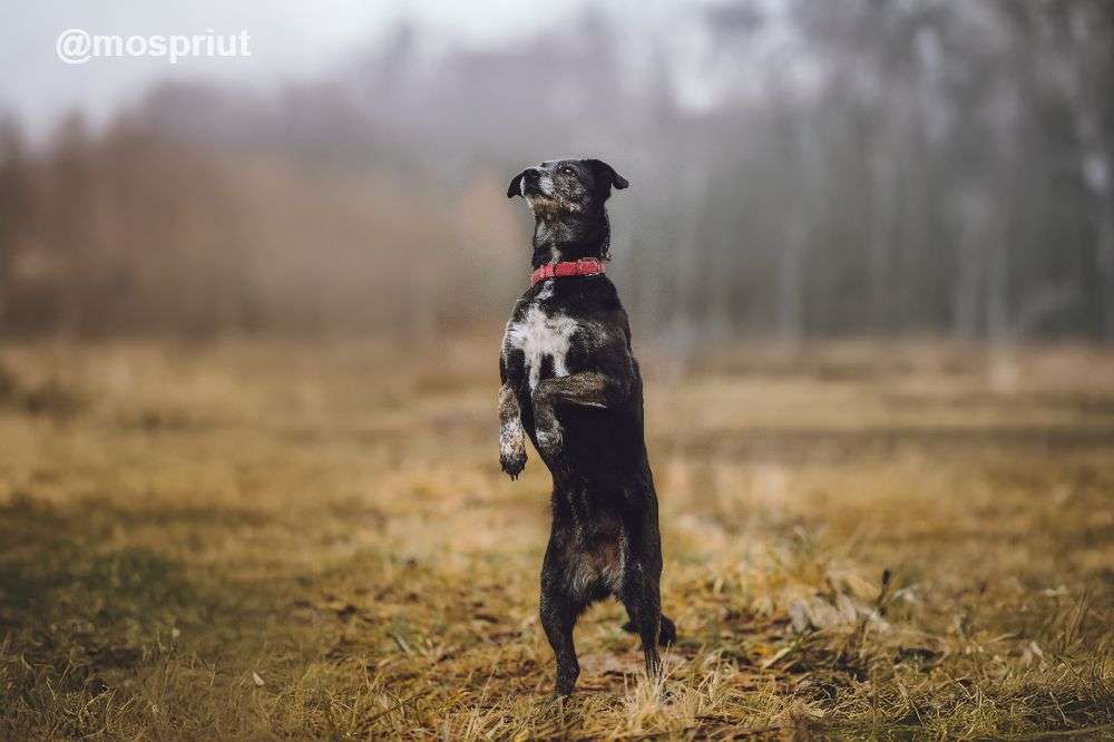 СОБАКА МАРУСЯ  из приюта Щербинка для бездомных животных, Москва и Московская область | mospriut