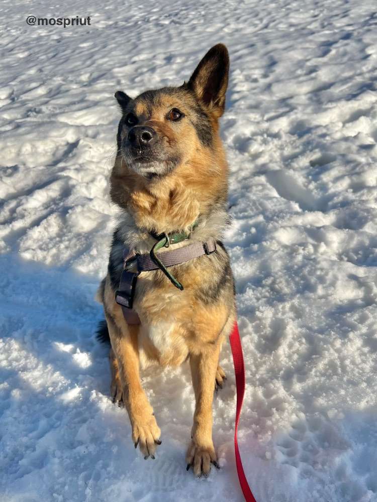 СОБАКА МУХА  из приюта Щербинка для бездомных животных, Москва и Московская область | mospriut
