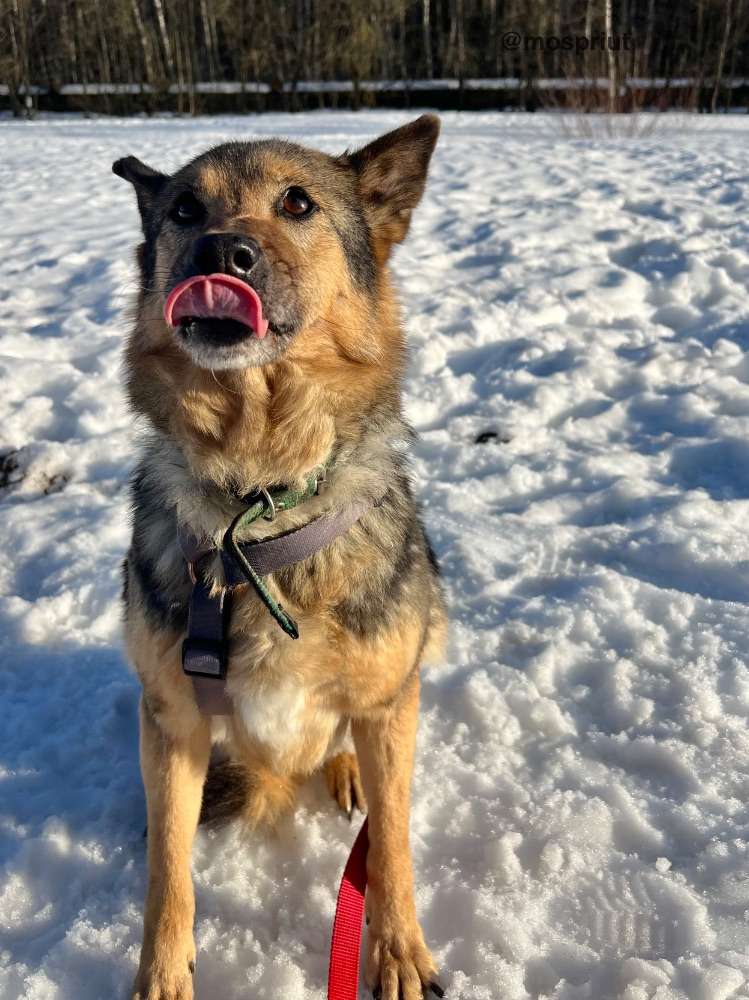 СОБАКА МУХА  из приюта Щербинка для бездомных животных, Москва и Московская область | mospriut