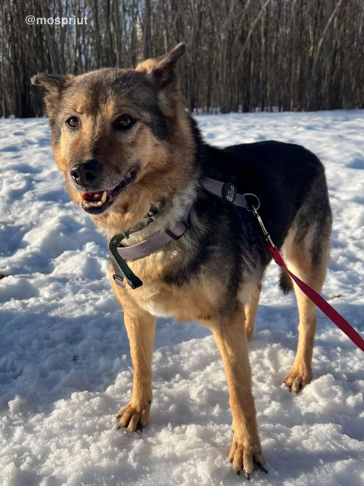 СОБАКА МУХА  из приюта Щербинка для бездомных животных, Москва и Московская область | mospriut