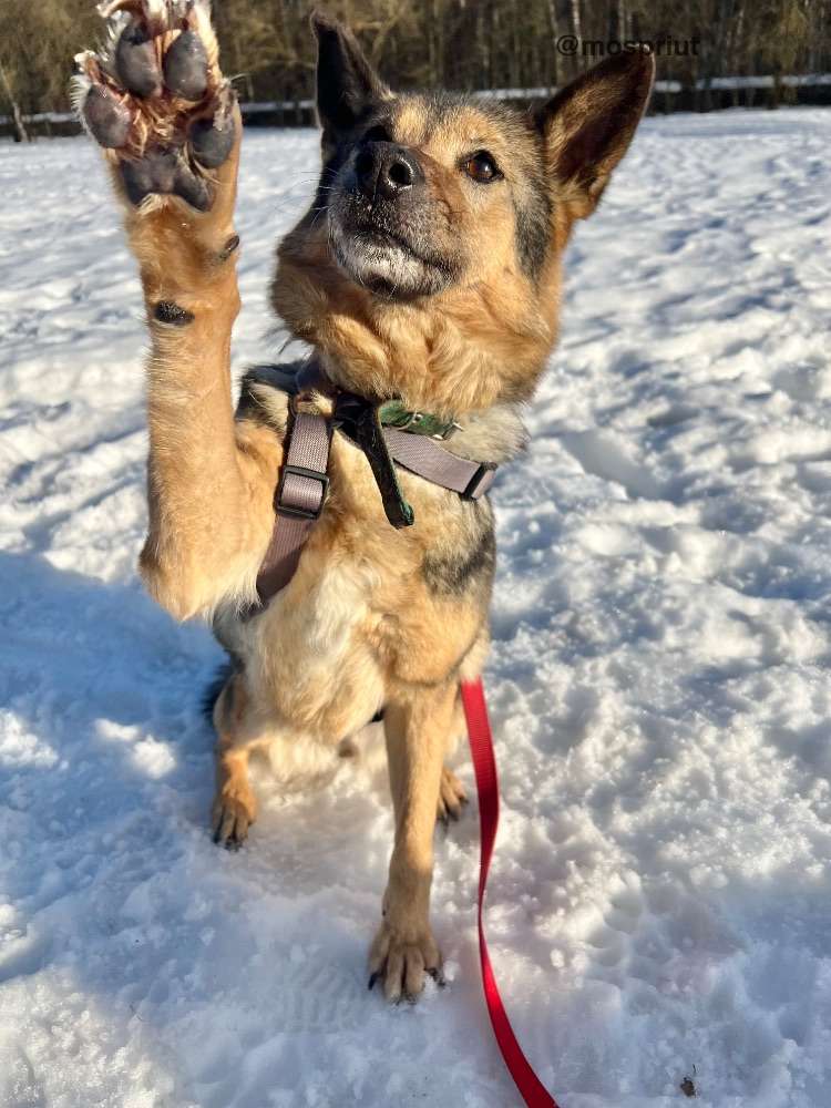 СОБАКА МУХА  из приюта Щербинка для бездомных животных, Москва и Московская область | mospriut