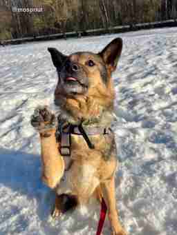 Приют для бездомных животных в Москве и Московской области | Взять собаку или кошку из приюта - mospriut