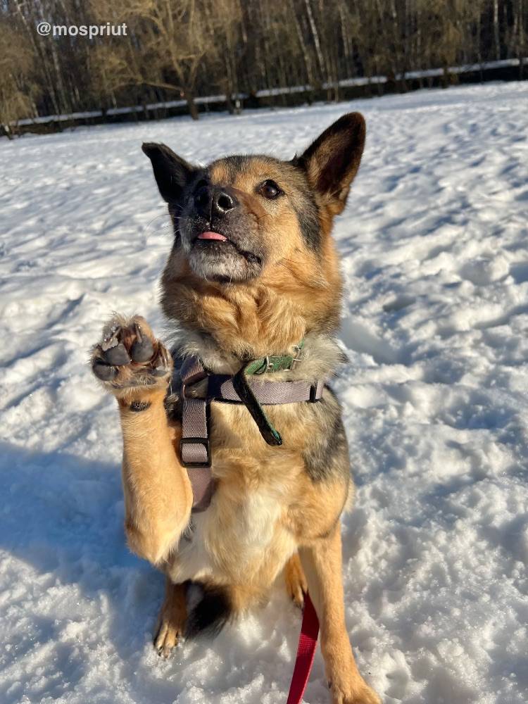 Бездомное животное Муха из приюта