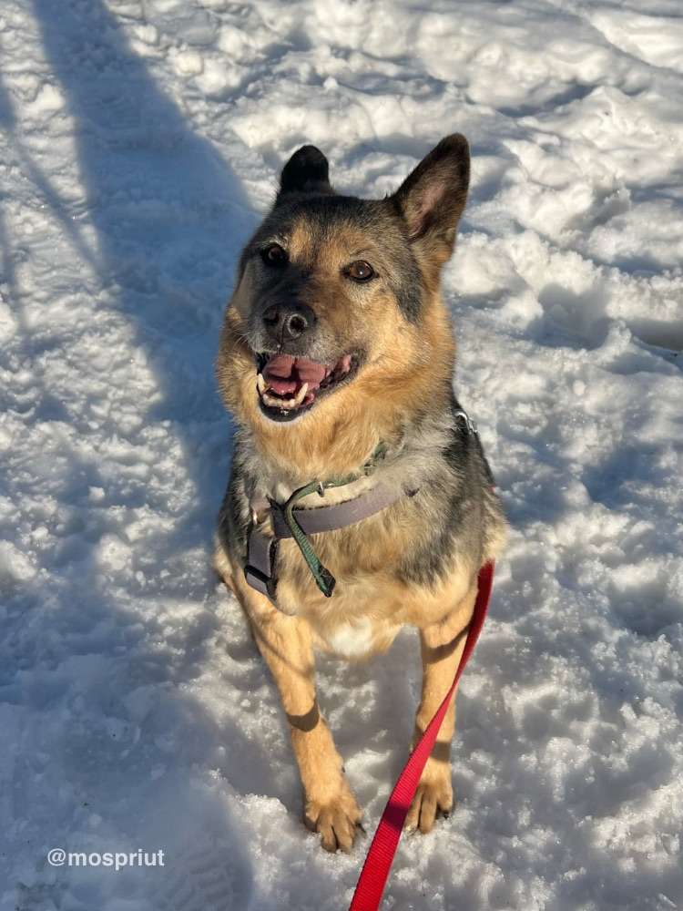 СОБАКА МУХА  из приюта Щербинка для бездомных животных, Москва и Московская область | mospriut