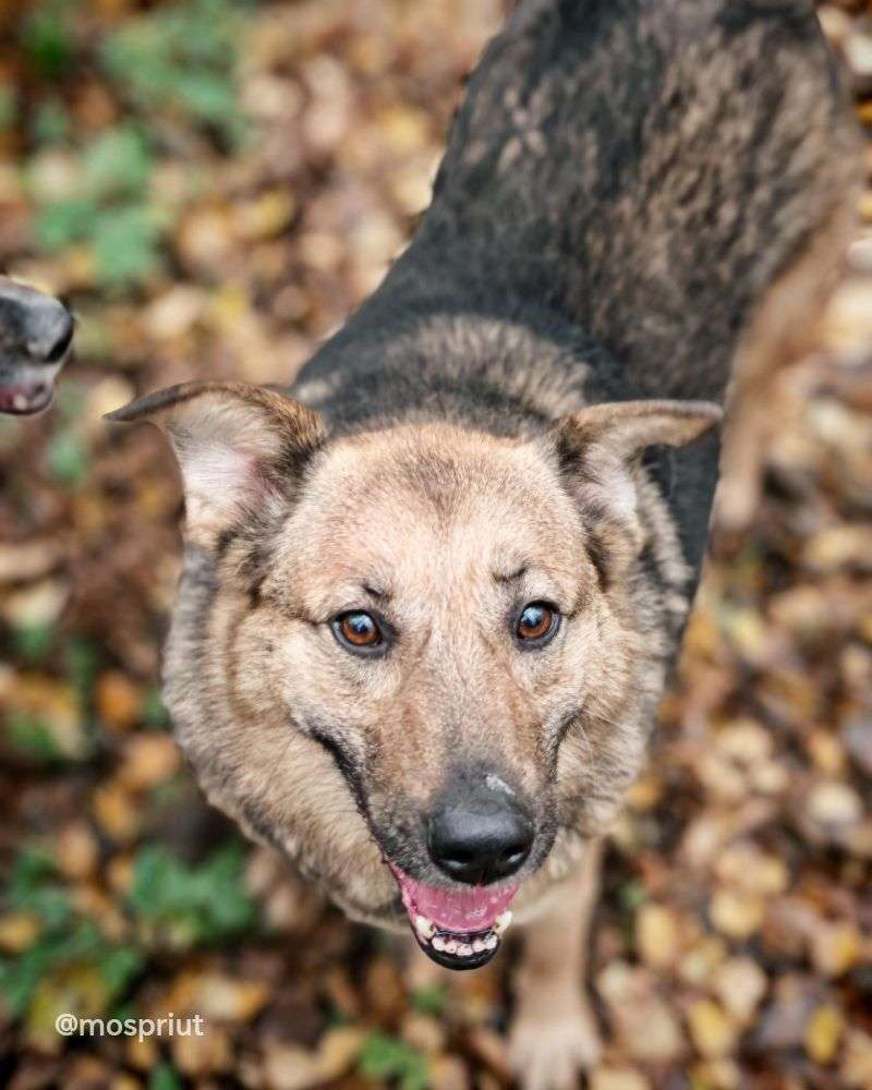 СОБАКА КАМЯ  из приюта Щербинка для бездомных животных, Москва и Московская область | mospriut