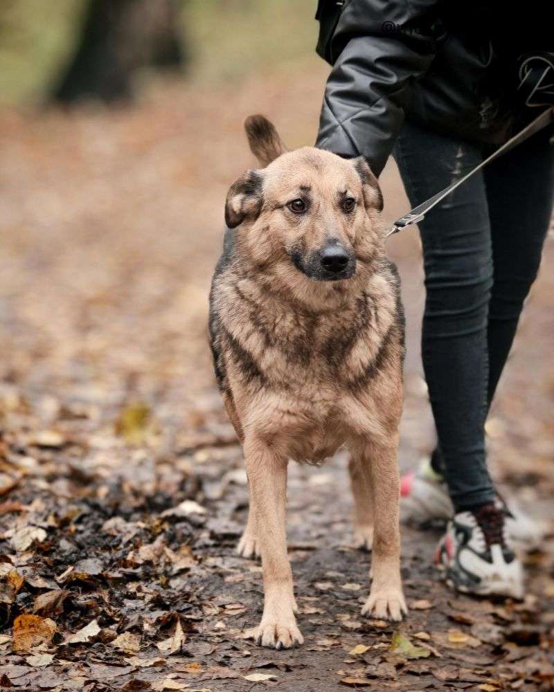 СОБАКА КАМЯ  из приюта Щербинка для бездомных животных, Москва и Московская область | mospriut
