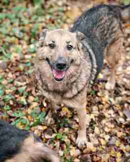 Приют для бездомных животных в Москве и Московской области | Взять собаку или кошку из приюта - mospriut