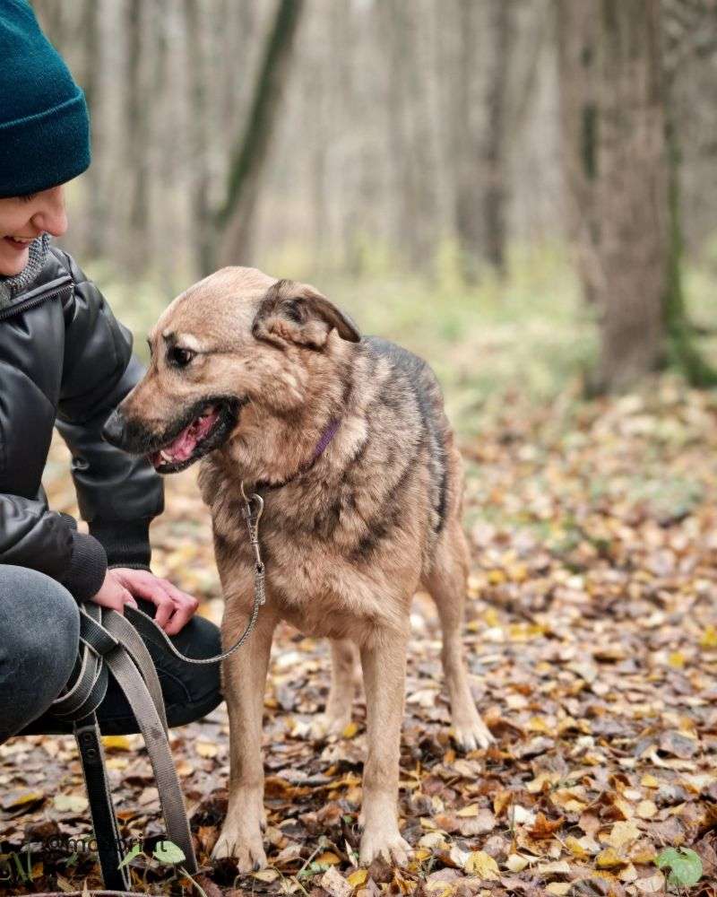 СОБАКА КАМЯ  из приюта Щербинка для бездомных животных, Москва и Московская область | mospriut